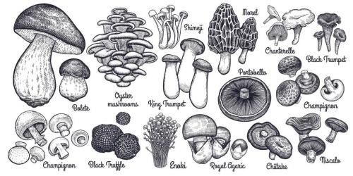 Types_Of_Mushrooms