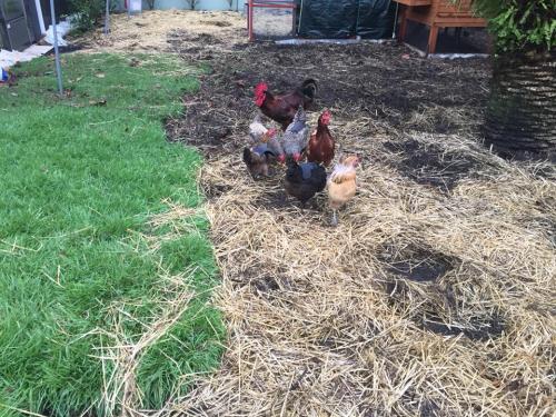 Chickens on August 24 - 2018