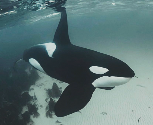 205271829_364114941820071_8270038496758984466_n