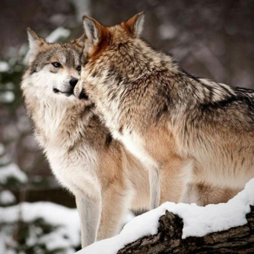 tumblr_5601bd9433d5c9d272b5a5ec05b4d93a_9d147bf8_540