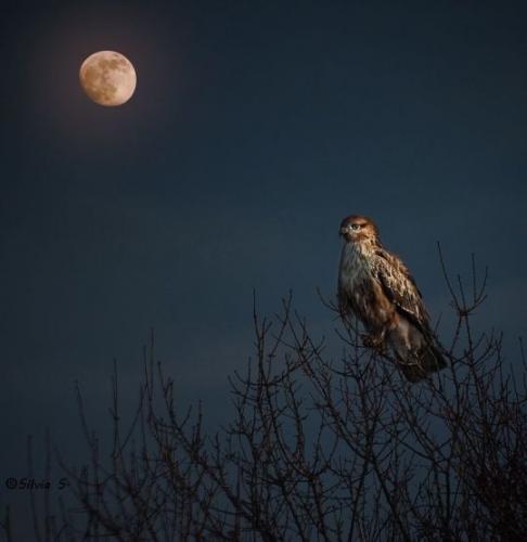 tumblr_ogq4t511i11uoku8ao1_540