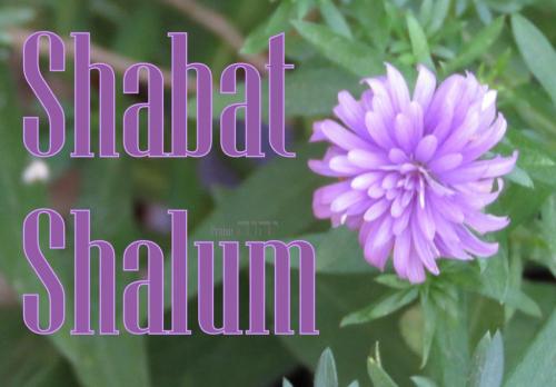 zposted 6 25 21 IMG_8867