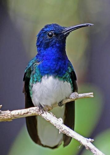 tumblr_907d87e82a3038aaa66cd67cf02f451c_08c7b17b_500