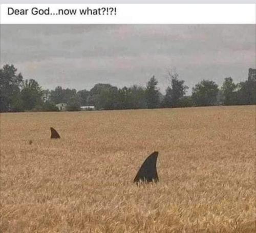 102923085_2419444911687075_7715929564970483712_n