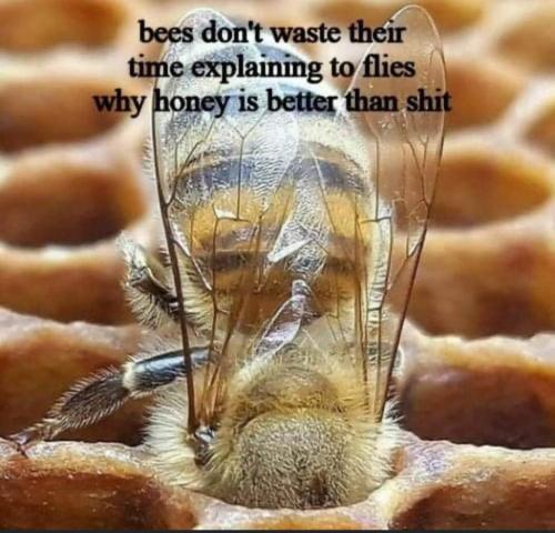 bees