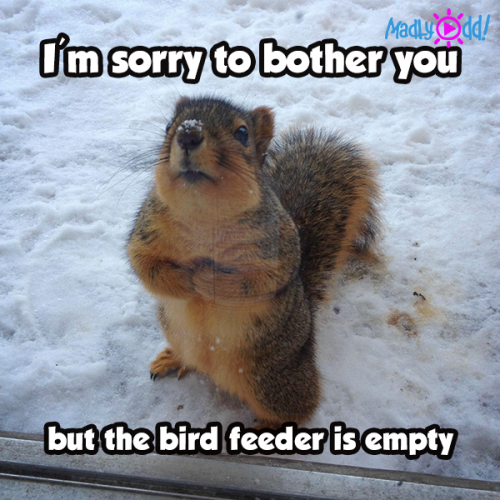 EMPTY FEEDER
