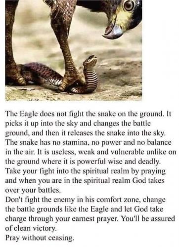 eagle snake