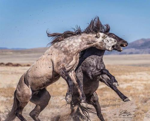 6bba86864e55cdd70a987fb993ea51f5