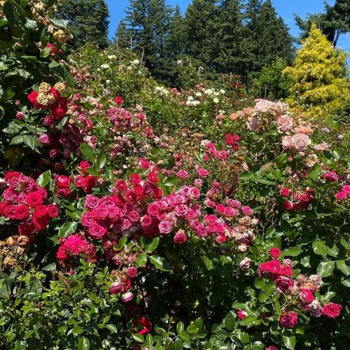 11:50:35 GMT-0500 (CDT)