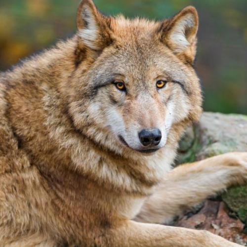 192583292_330152088678824_6535201232904634747_n