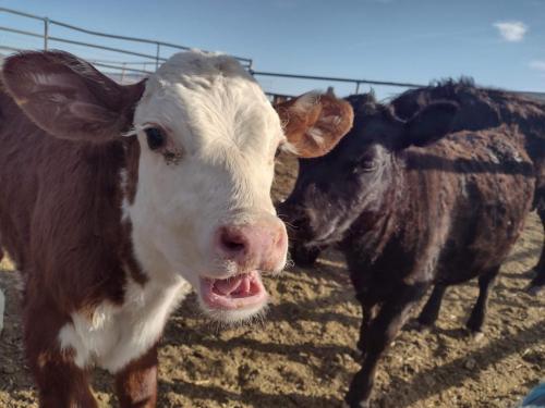 received_1198815297232447