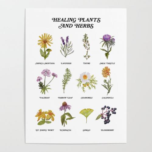 healing-plants-and-herbs-posters