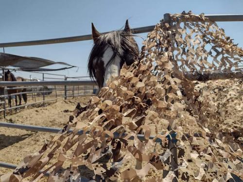 received_1184108832057529