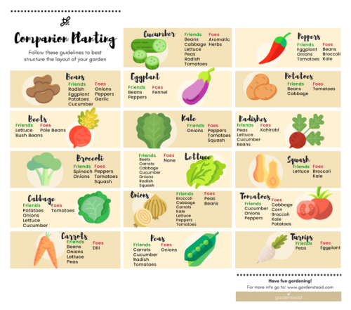 companion-planting