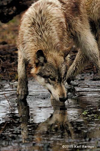 c17b3dbad2fb2506c3f38656232fdf2f