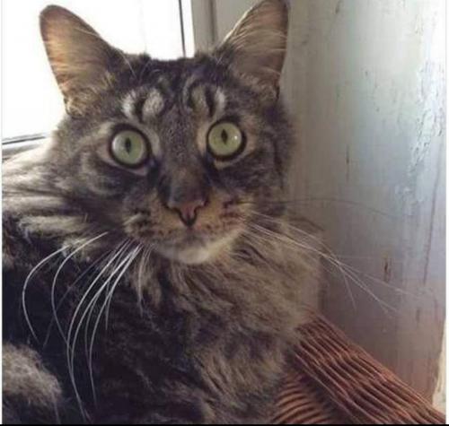 15:57:16 GMT-0500 (CDT)