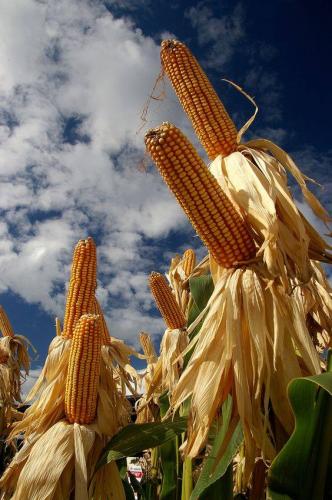 14390809_10205403249080855_1449425799478722264_n