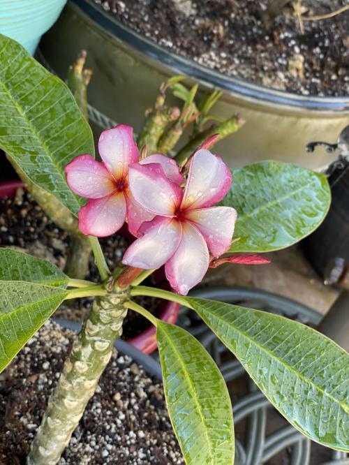 12:05:40 GMT-0700 (MST).image