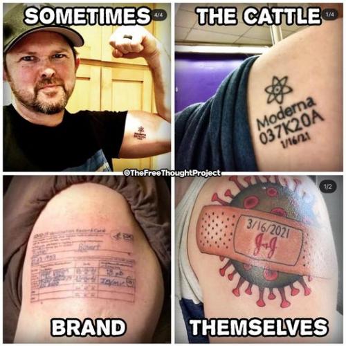 sometimes the cattle