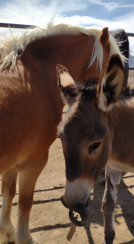 Screenshot_20210613-155406-266