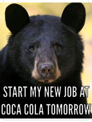 blackcolabear