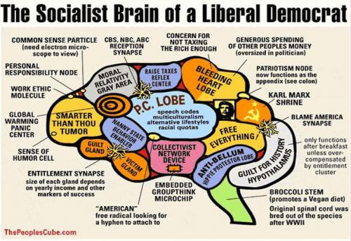 socialist brain diagram