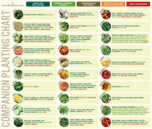 Companion-Planting-Chart-WB