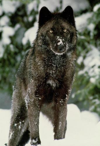 tumblr_a7652d5e076ff8863f6c3b85715c949f_2dbd795e_540