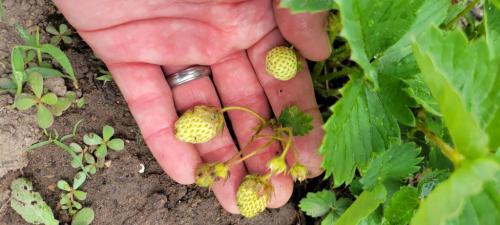 12:34:10 GMT-0500 (CDT)