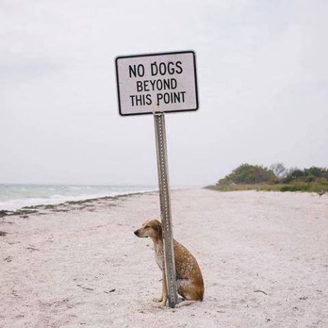 NO DOGS