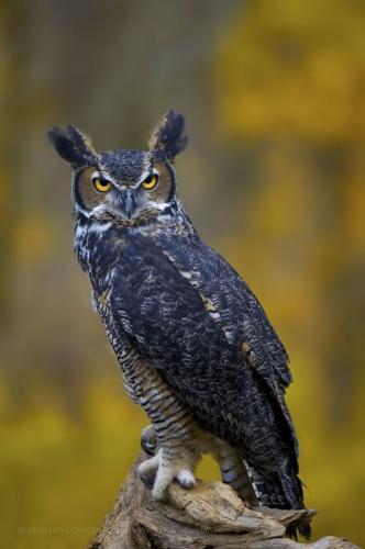 tumblr_pyx76w6ET71qat5pio1_640