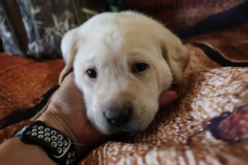 bluecollarhank&pepper4wks-2jpg