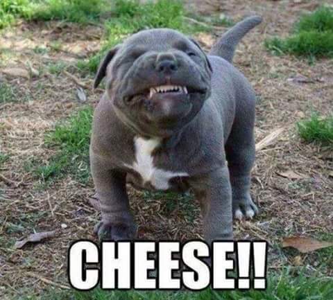 dog cheese