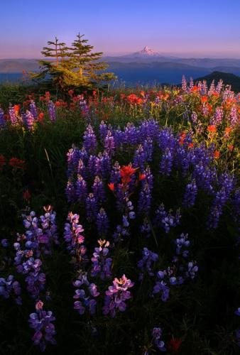 tumblr_nf59mqFe7h1rnheglo1_540