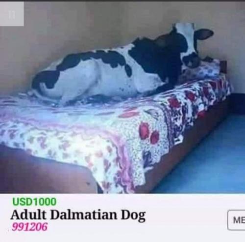 FB_IMG_1627123776605