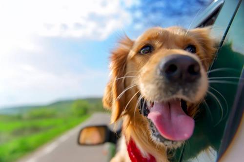 dog in car