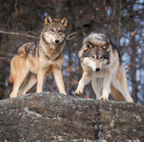 12f11124e6efd0b41acffcacf8d30d16