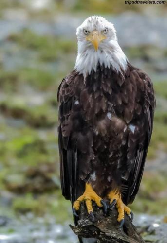 tumblr_7208f2eee2e797ee571f31afa99143f5_9cc99904_540