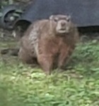 16:26:29 GMT-0500 (CDT)