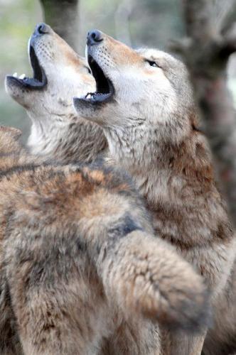 be8b2e9af4355c0052d8071647ef0ee5