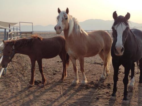 IMG_20210715_185542390