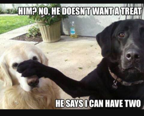 13557890_1559927404302354_4659509617036509567_n