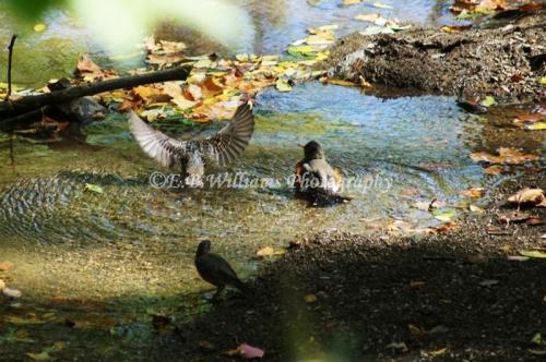 72756245_1828276133982612_4984611573403222016_n_1828276130649279