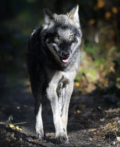 tumblr_571b70fc2f707faab237499f619b24bb_c212477a_540