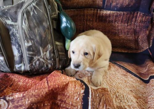 teddy-hank&pepper4wks-2jpg