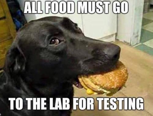 dog testing lab