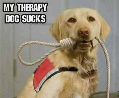 dog trarapy