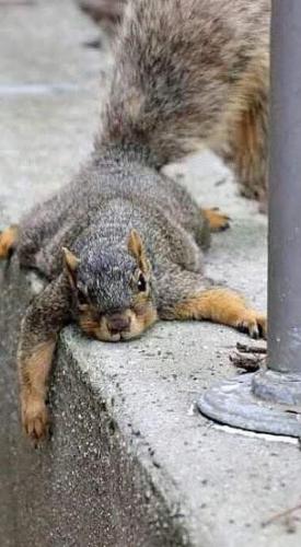 11:33:25 GMT-0400 (EDT)