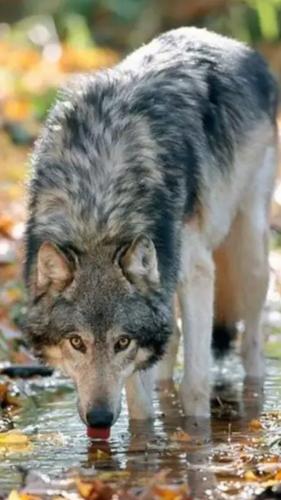 e69624babab4367f75341fe6a4df5fbb