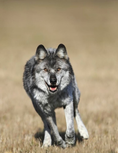 tumblr_8853b34ea92629d6d8a7334b3ecc5e03_850f771b_540